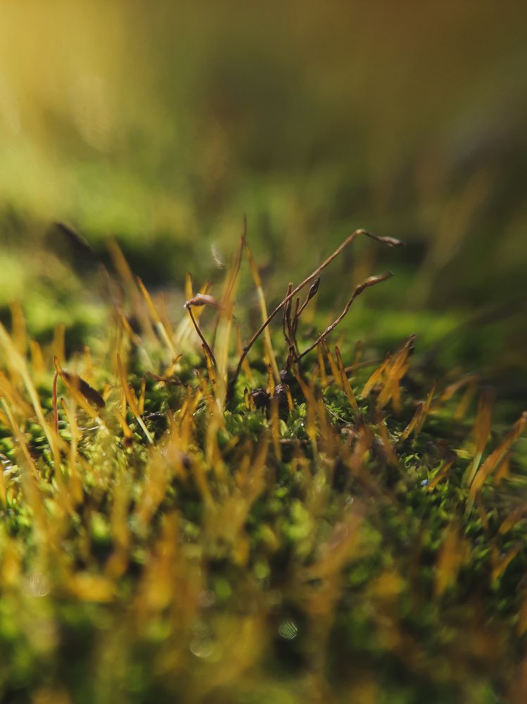 Photograph by Валентина Корева