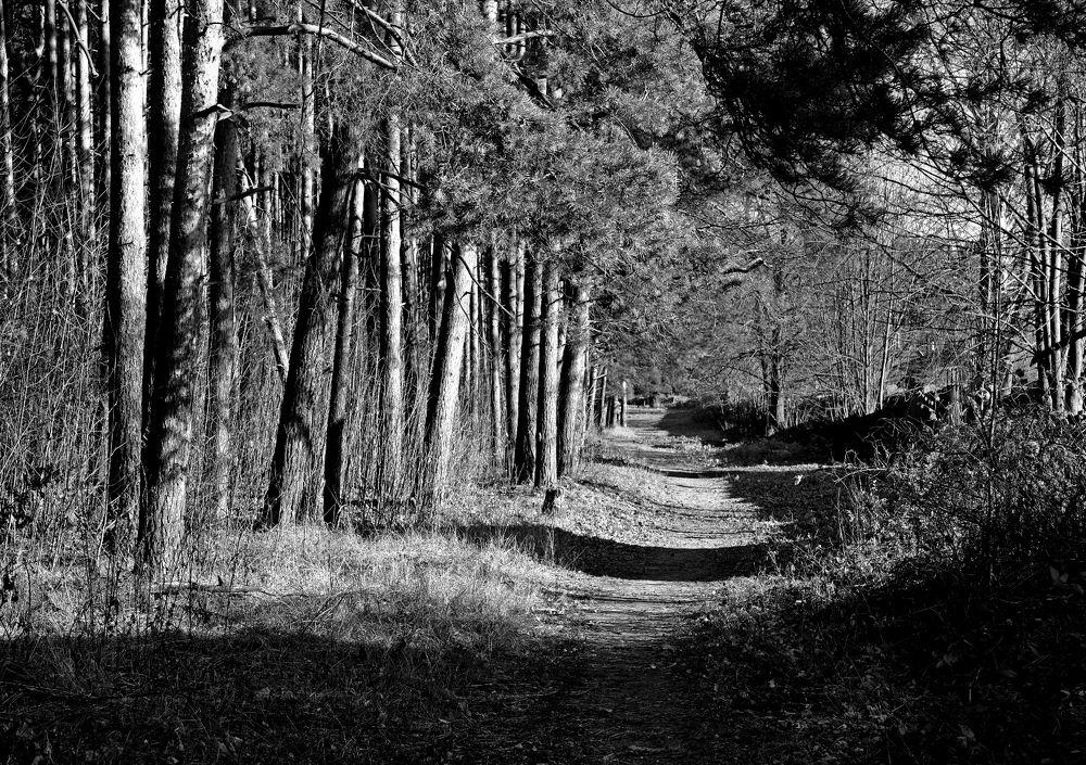 Photograph by Диана Арье