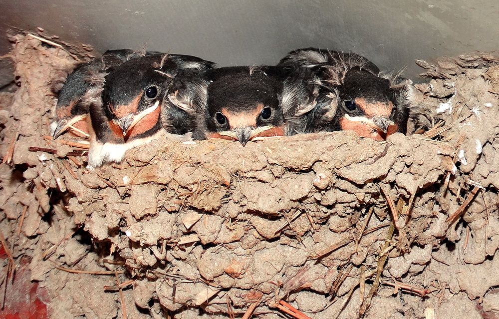 Птенцы ласточки