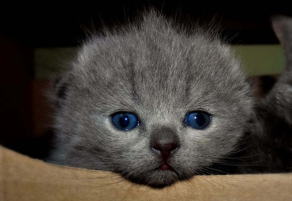 Котёнок голубой шотландский вислоухий