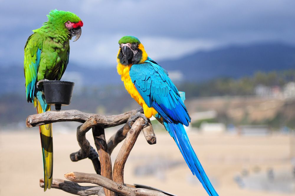 Санта-Моника