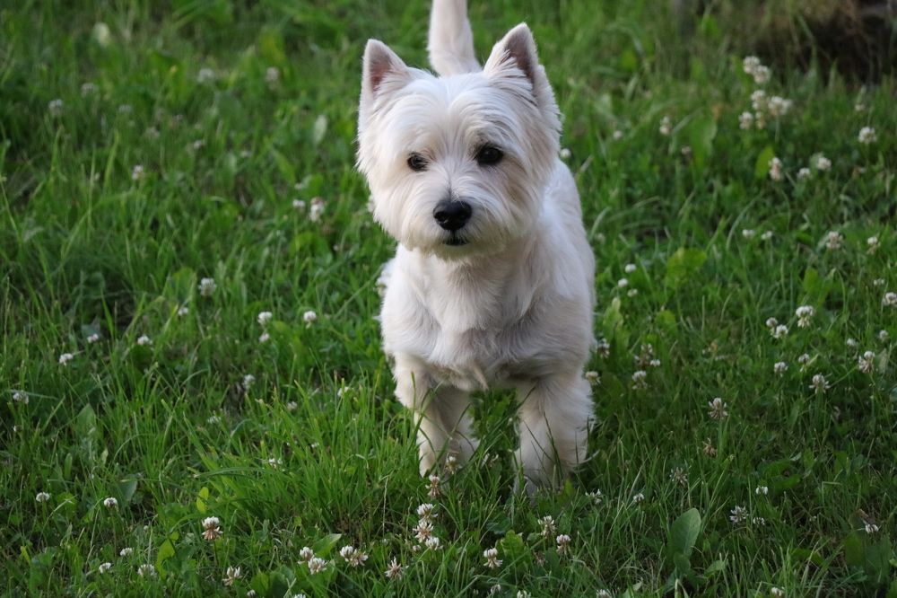 Фотография автора Мария Амбражевич