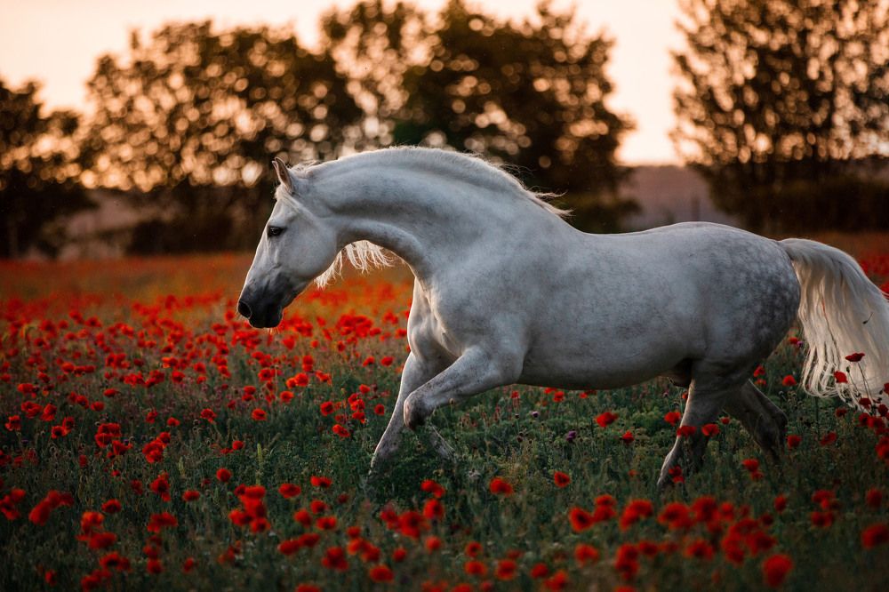 Photograph by Кристина Ксендзова