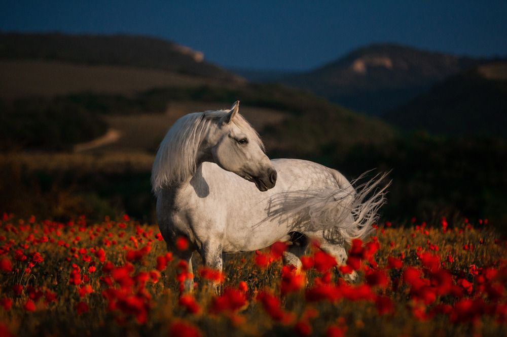 Photograph by Кристина Ксендзова