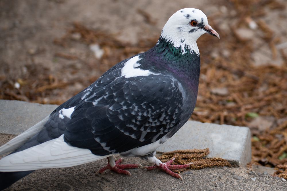 Фотография автора Войнов Дмитрий