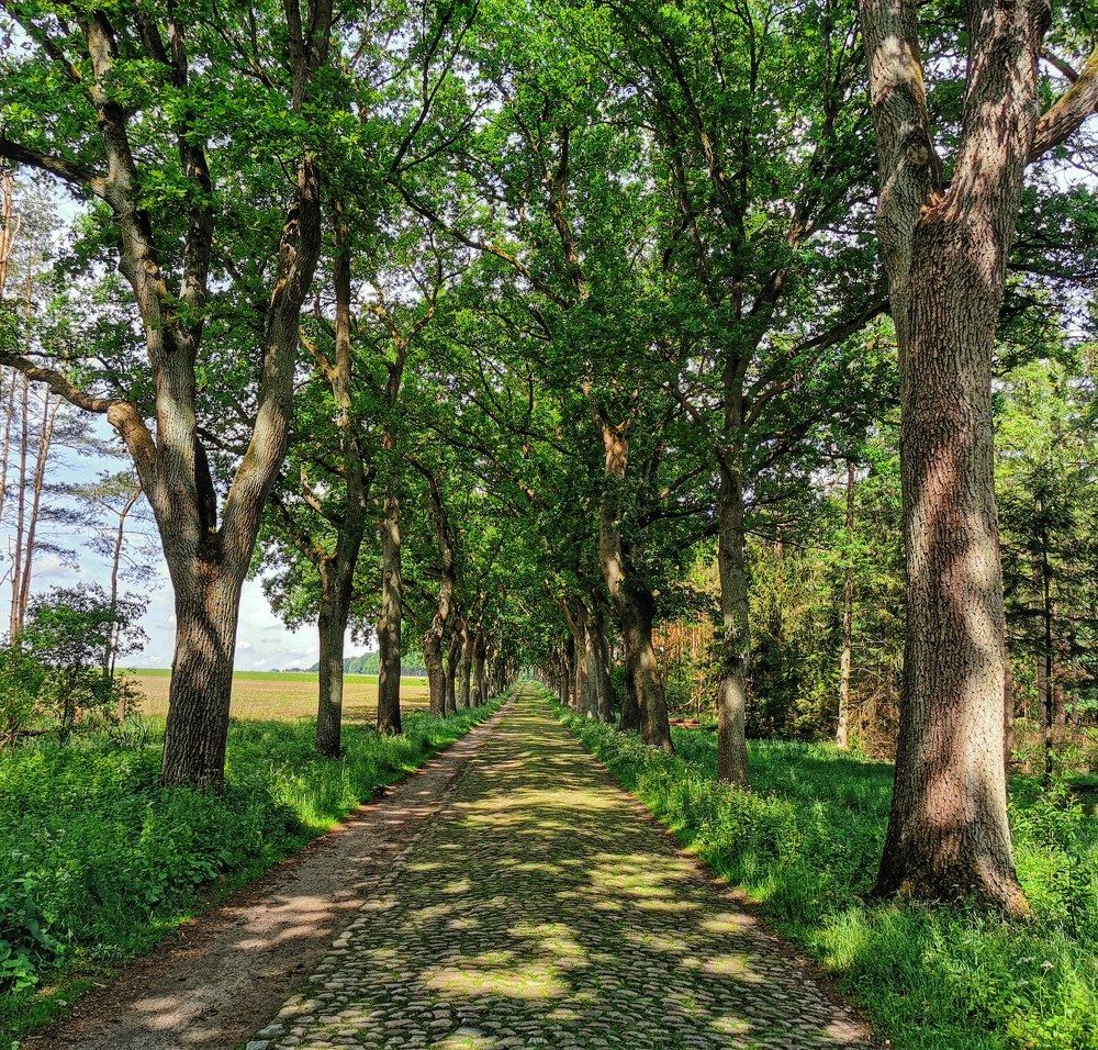 Историческая дорога