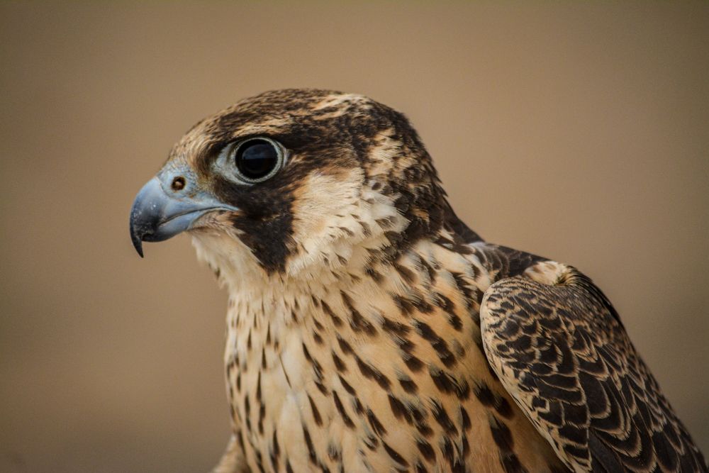 Lanner falcon
