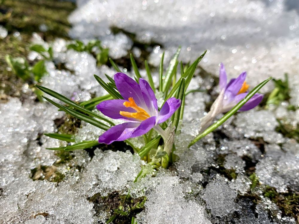 Крокусы