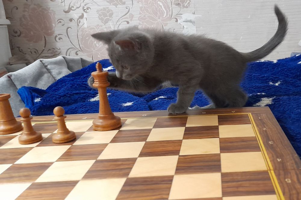 Photograph by Станислав Карнаухов