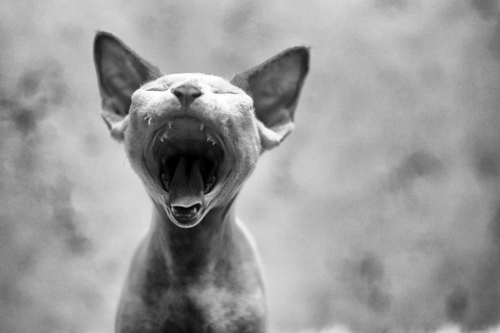 Photograph by Зубков Вадим