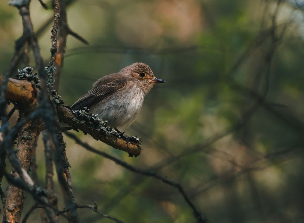 Photograph by Виталий Богачев