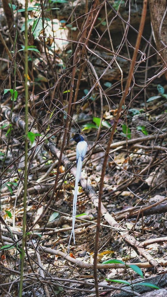 Photograph by Aastha Vyas