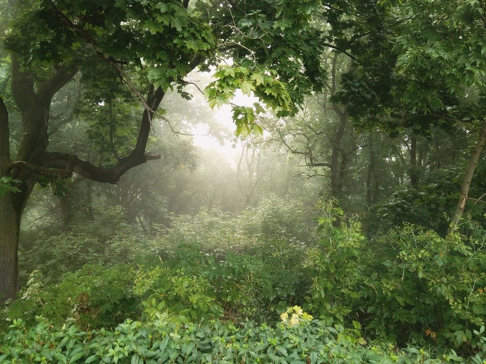 Утренний туман