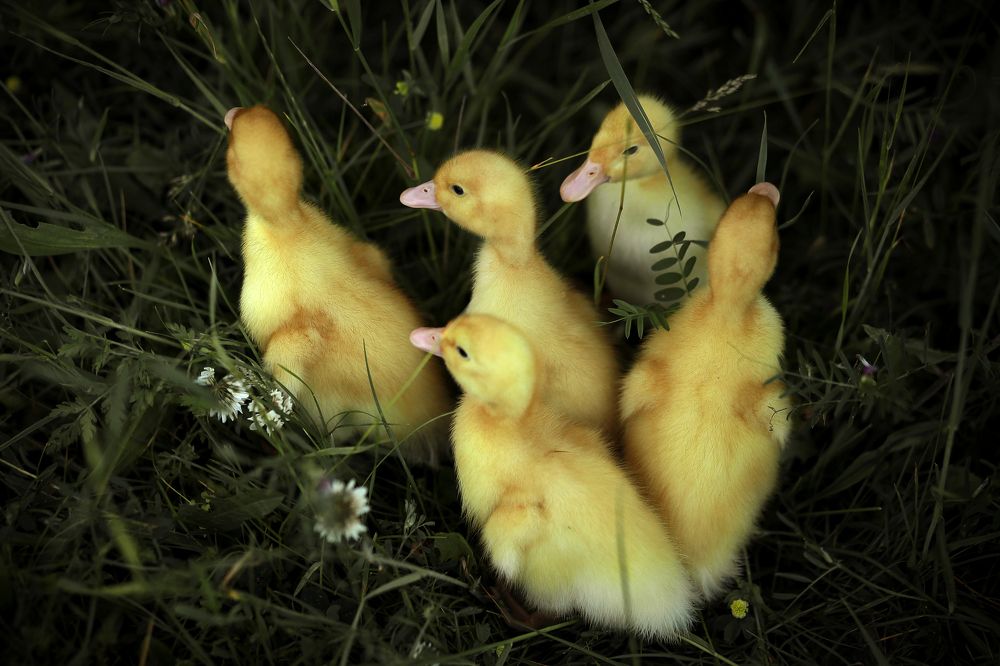 Photograph by Анастасия Каплина