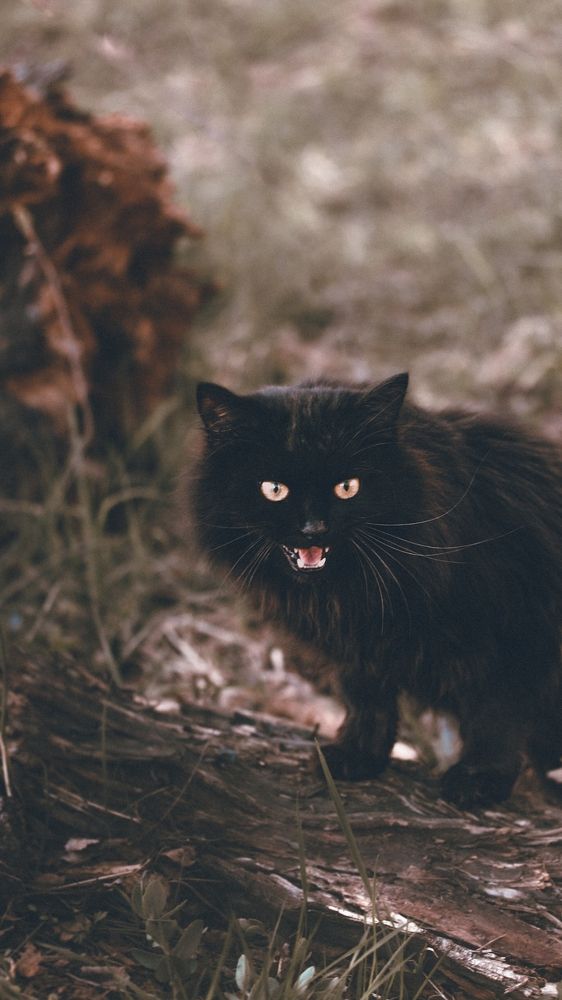 Photograph by Natalia Megelbey