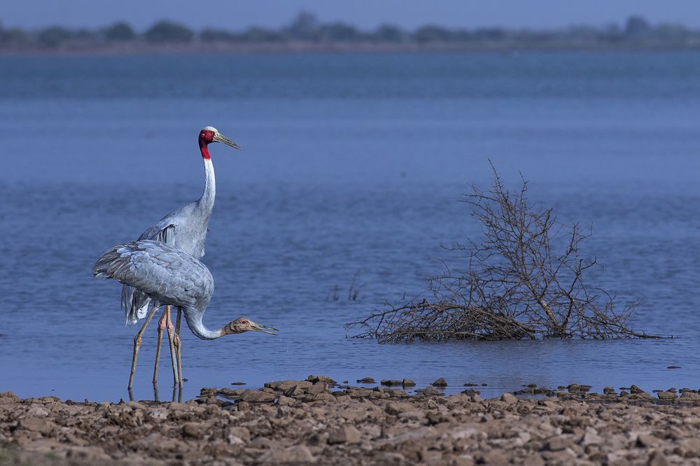 Photograph by Manish Arya