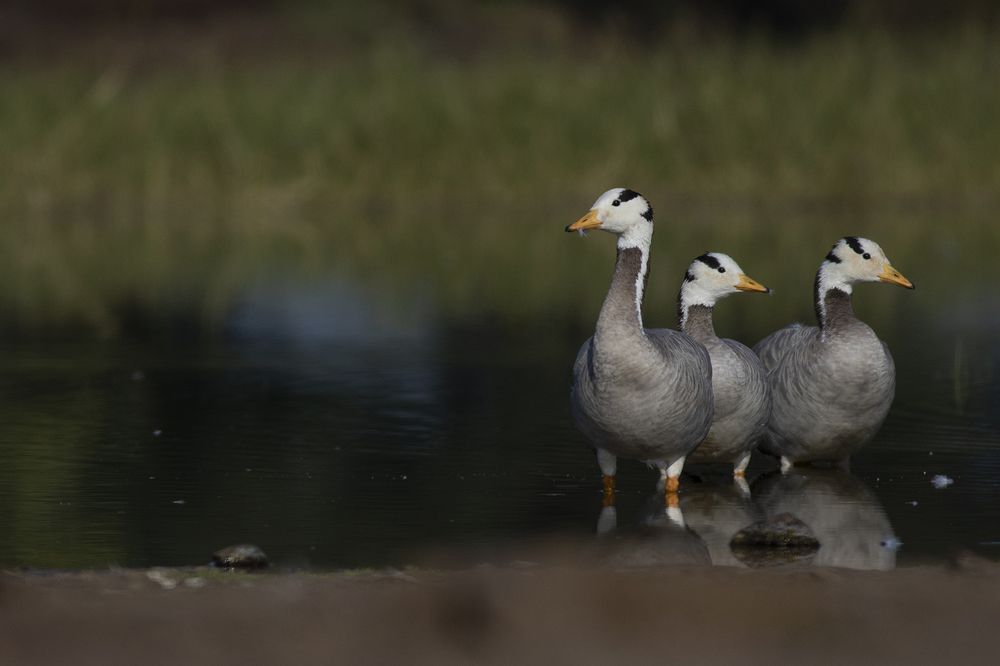 Photograph by Manish Arya