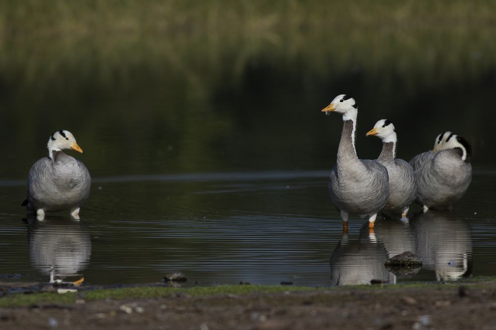 Photograph by Manish Arya