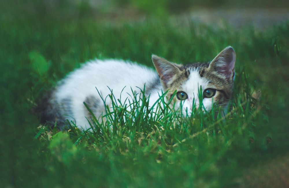 Photograph by Fahrudin Seferagić