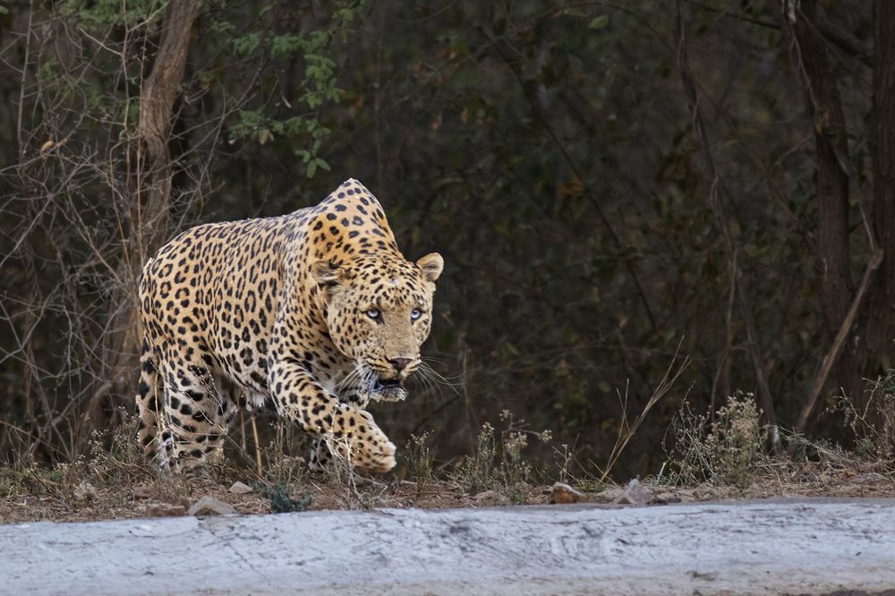 Photograph by Manish Arya