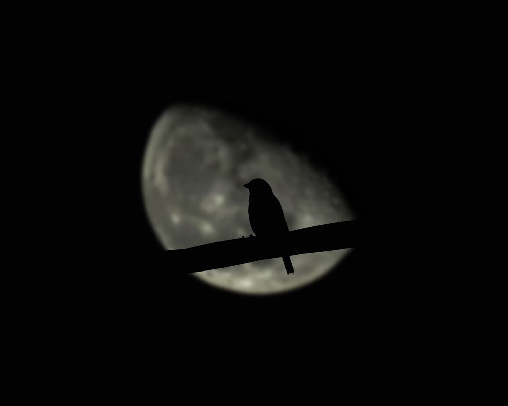 Photograph by Mohammad mahdi Mansouri