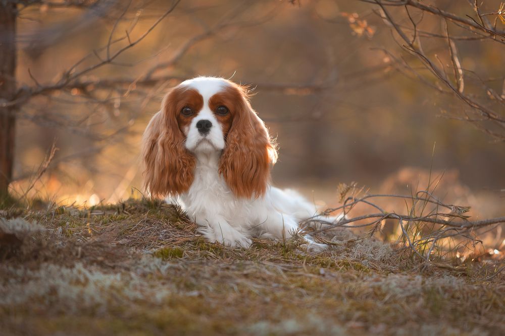 Photograph by Антон Базылевич