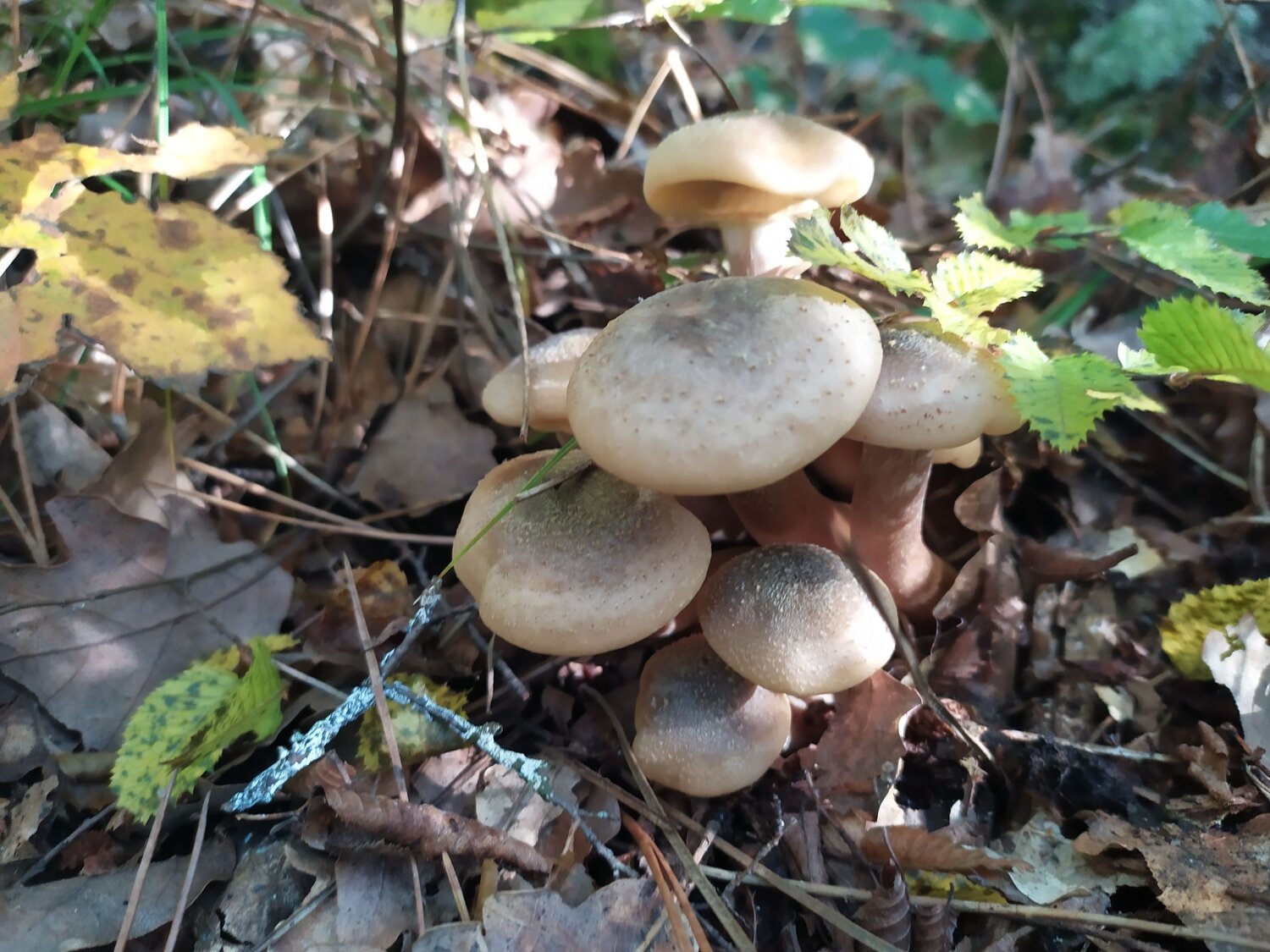Photo #7628700