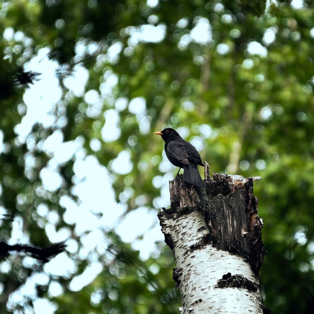 Photograph by Роман Никифоров