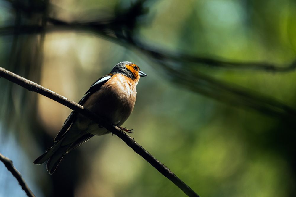 Photograph by Роман Никифоров