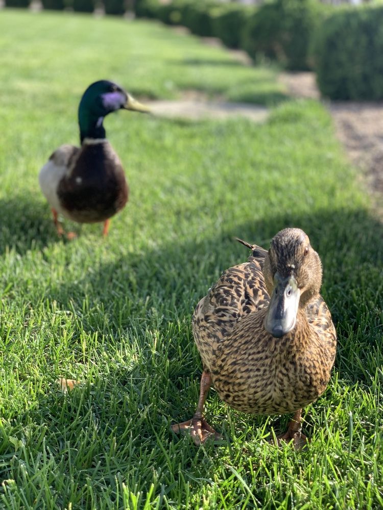 Photograph by Ирина Леванова