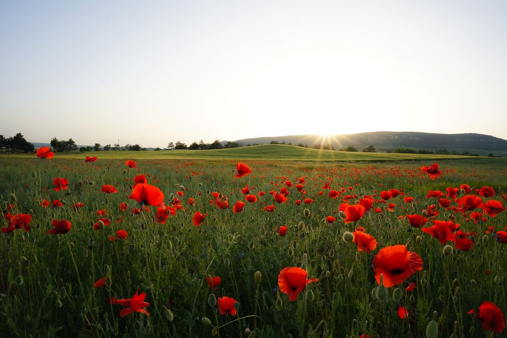 Photograph by Seminegor