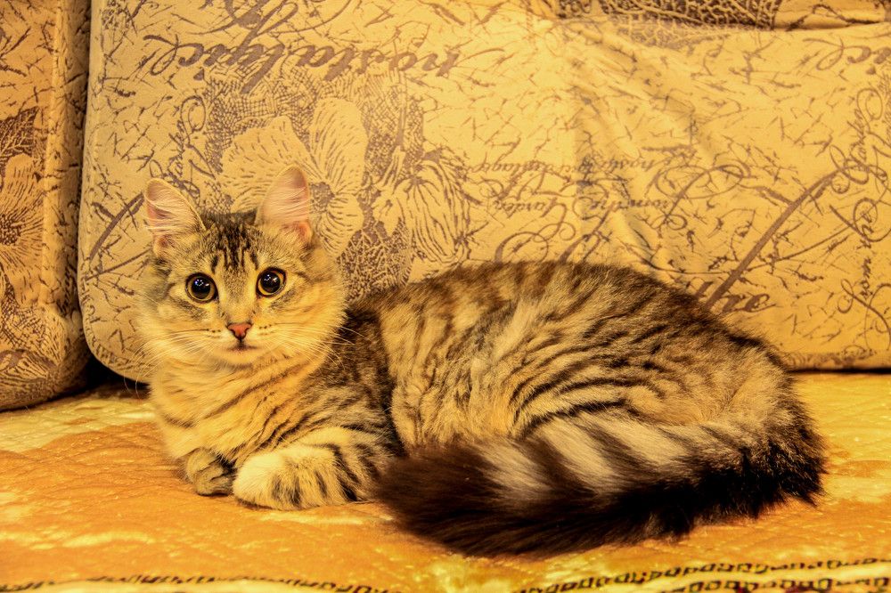 golden cat