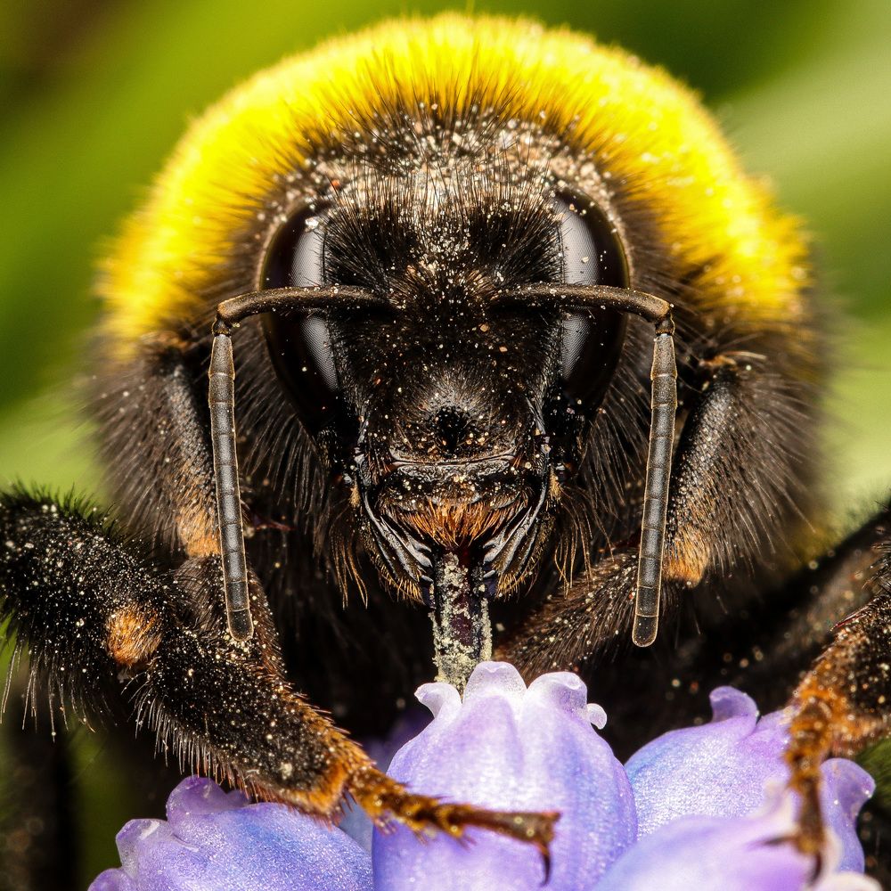 Bombus