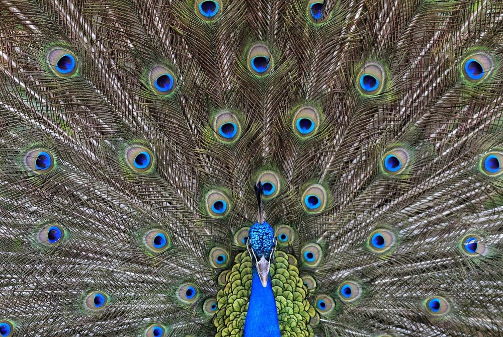 Photograph by Deden Maqsudi