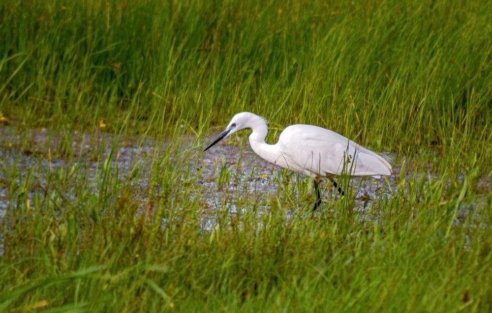 Белая цапля
