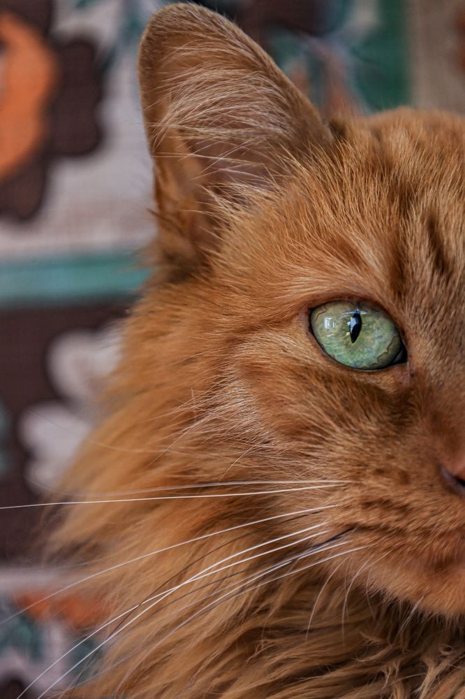 Photograph by Karla Makuc