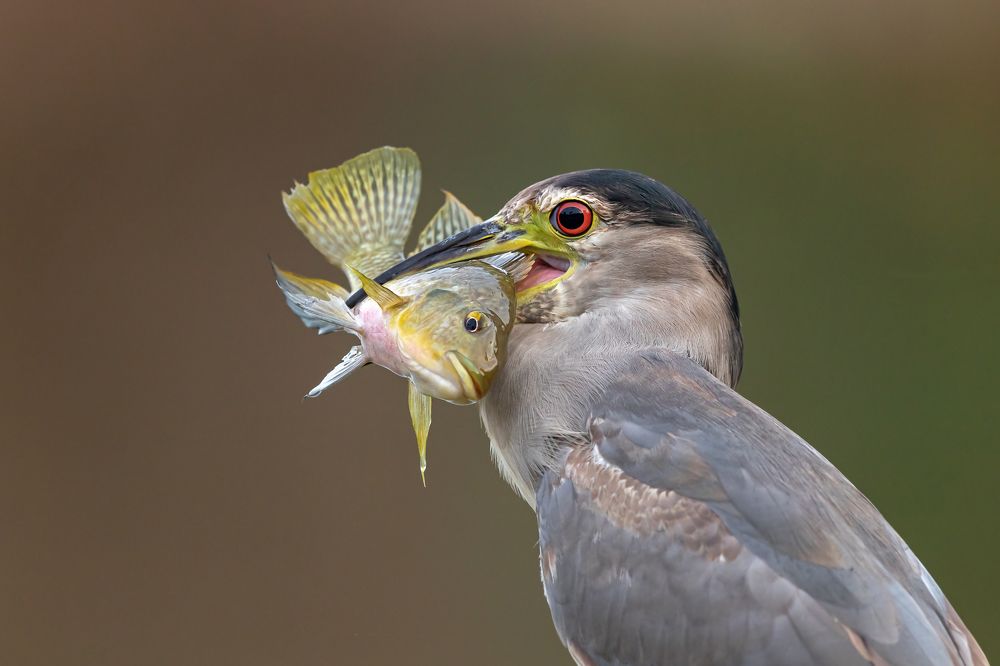 Кваква или ночная цапля