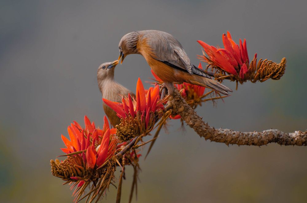 Photograph by Md. Atikur Rahman Khan