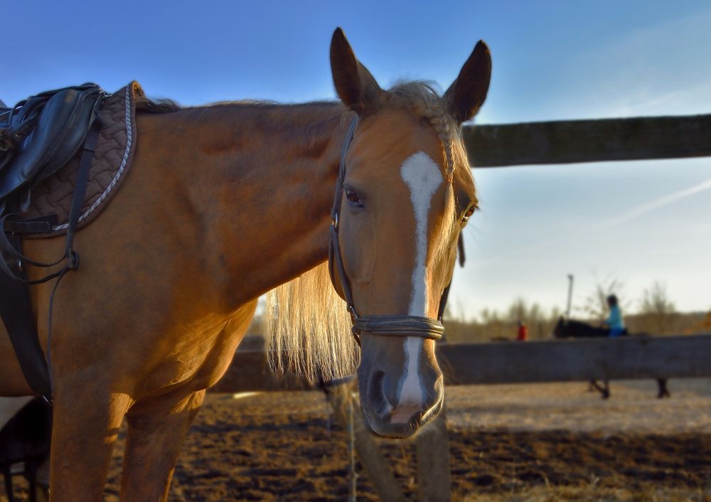 Портрет лошади.