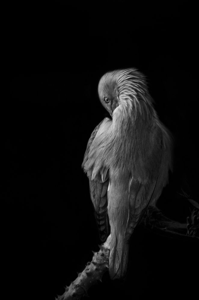 Photograph by Md. Atikur Rahman Khan