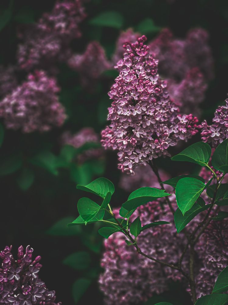 Photograph by Natalia Everatt