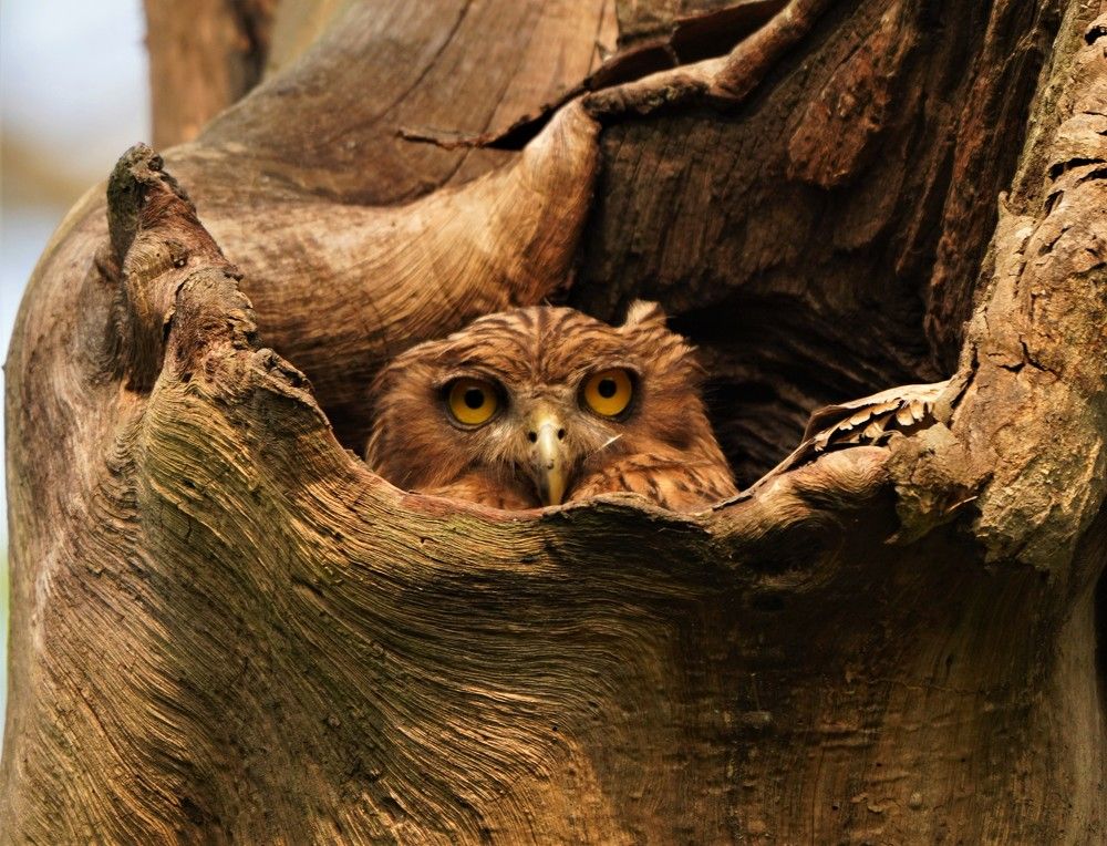 Photograph by Nirmalya Chakraborty