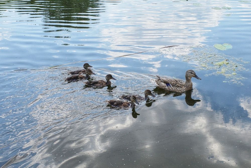 Photograph by Алла