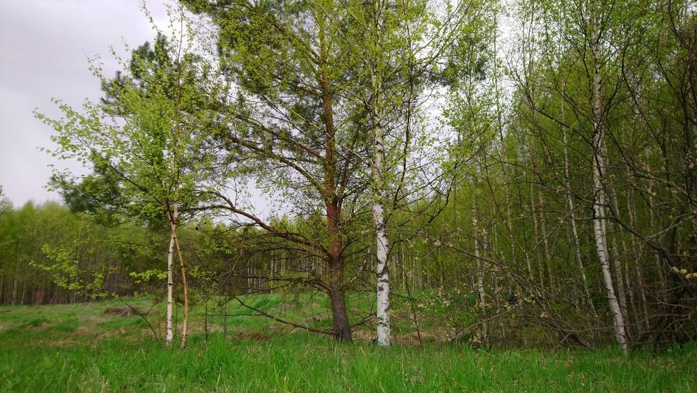 Photograph by Инна Голубева