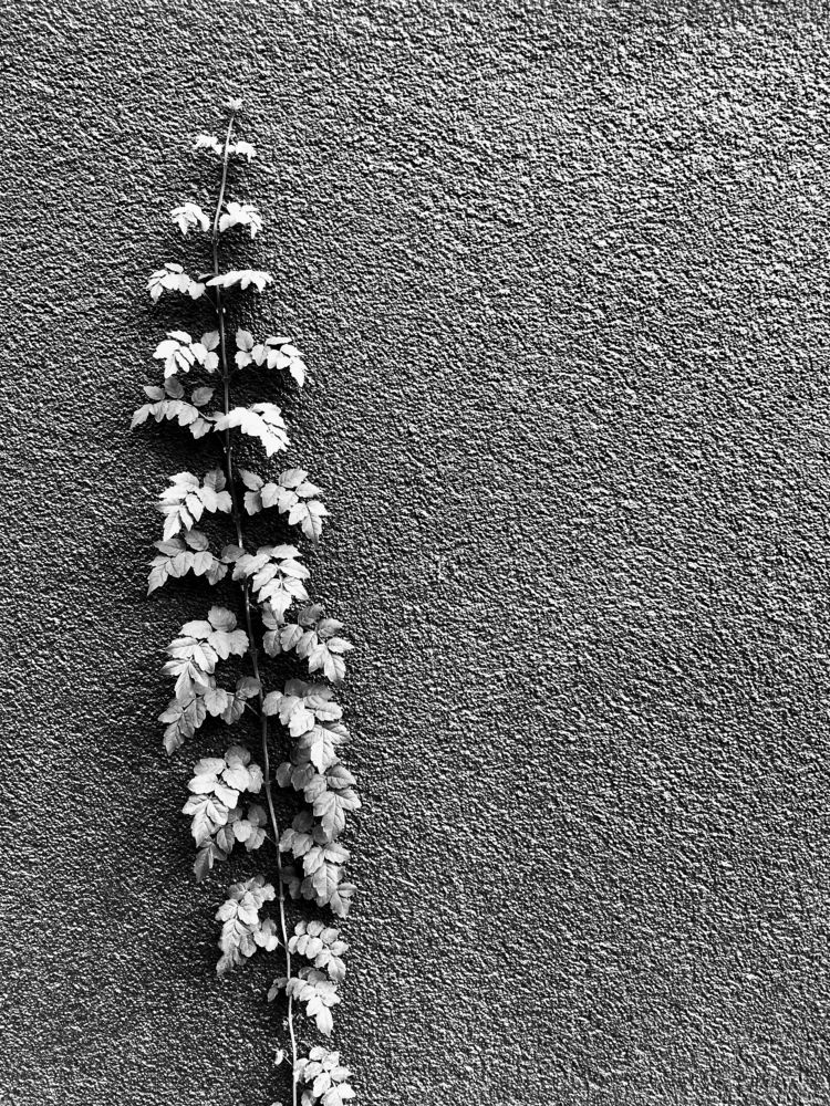 Photograph by Gul Yildiz