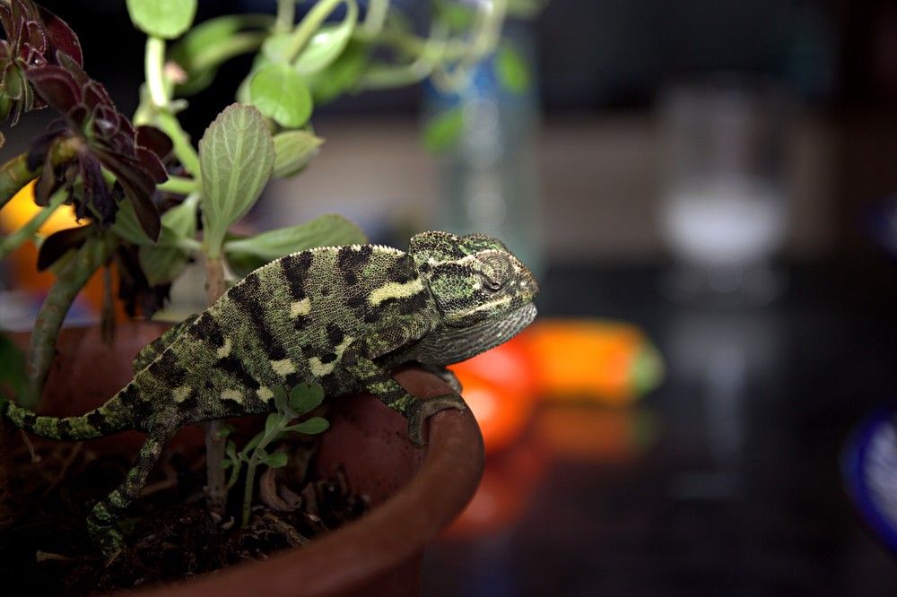 Photograph by Mikhail Levin