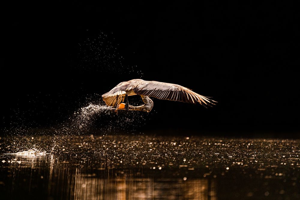 Photograph by Karthik Sriraman