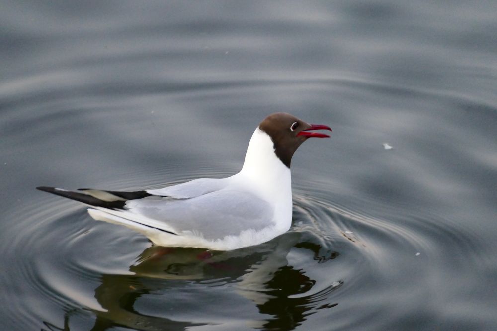 Photograph by Александр Кизим