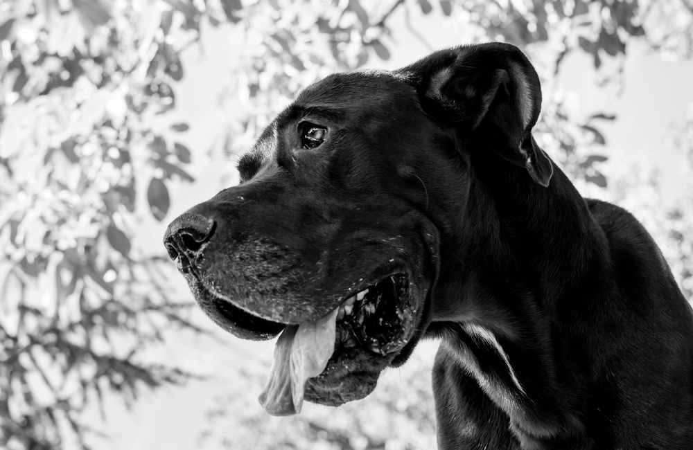 Photograph by Roberto