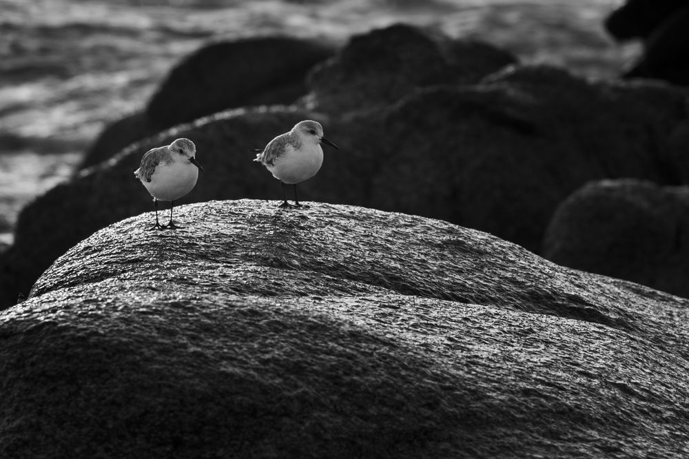 Photograph by Noe Castro